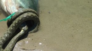 Змея в воде напала на рыбу  . Рыбу на кукане укусила змея видео