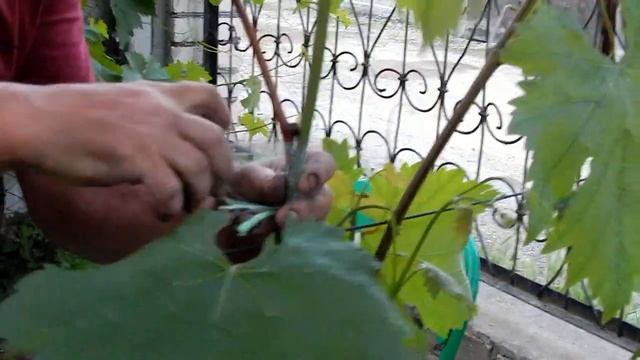 ЛЕТНЯЯ ПРИВИВКА (ПЕРЕПРИВИВКА) КУСТОВ ВИНОГРАДА В ИЮНЕ. Часть 1.     Grafting grapevines.. ep.1