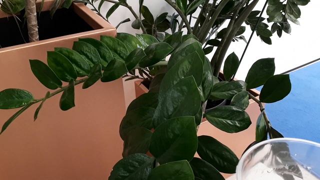 Всего ОДНА ТАБЛЕТКА сделает листья блестящими! КАЧЕСТВЕННЫЙ уход за листьями ЗАМИОКУЛЬКАСА