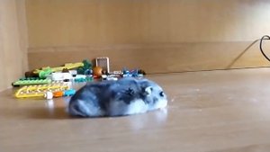 Самые лучшие имена для хомячков