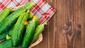 Огурец обыкновенный Кристина F1 (kristina f1) ? обзор: как сажать, семена огурца Кристина F1