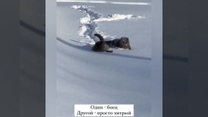 Два маленьких бульдозера