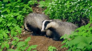 Animal Kingdom 4K - Scenic Wildlife Film With Calming Music | Relaxing Nature In 4K