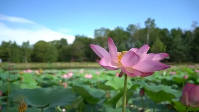 10 мая Семенов День. Что нельзя делать 10 мая. Народные традиции и приметы и суеверия