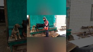 Агрессия у ротвейлера, маленький провокатор.