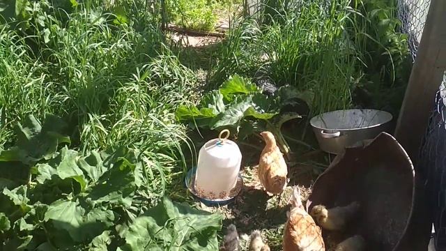 УТЯТА ВЫРАЩИВАНИЕ.КУРИЦА НАСЕДКА С ЦЫПЛЯТАМИ. смотреть онлайн