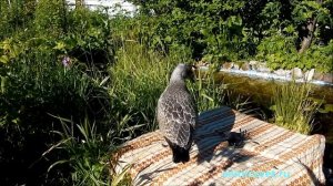 ?? #12 Птенец морской чайки учится летать