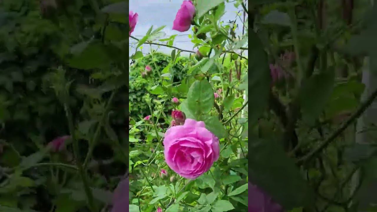 Обзор сада. Июнь. Саженцы. Спрашивайте каталог на вацап 89193271772 смотреть онлайн