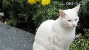 Клип / киса киса мяу мяу киса киса мур мур