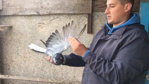 Подарили голубей/ Николаевские голуби Андрея Животовского/