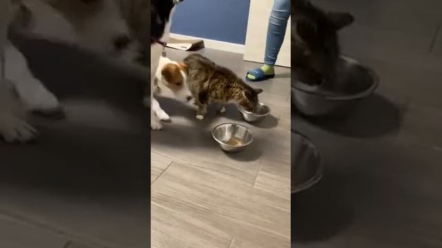 Консерва для собак холистик Bellfor смотреть онлайн