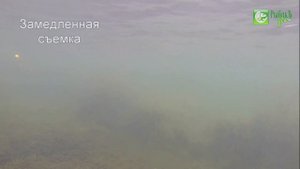Обзор воблера Tsuyoki Agent 36F подводные съемки