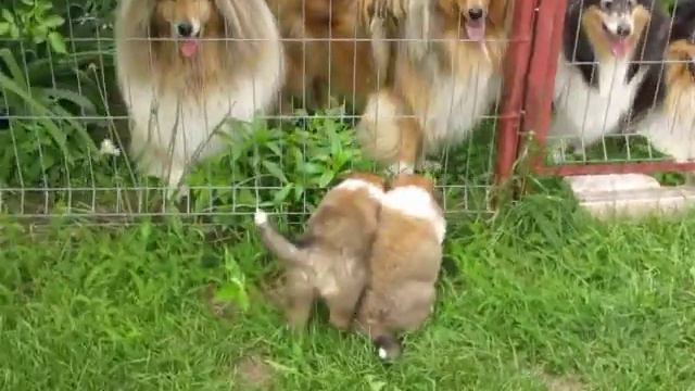 a 177-2019-06-06 - щенки колли, соболиные кобели от Шебы, 6недель смотреть онлайн