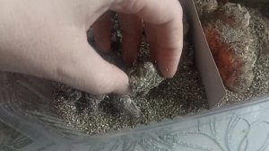 Хранение луковичных зимой в погребе в вермикулите