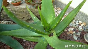 aloés gigantes...tratamento de FUNGO ÁLCOOL ISOPROPILICO...🌵🍀🇵🇹