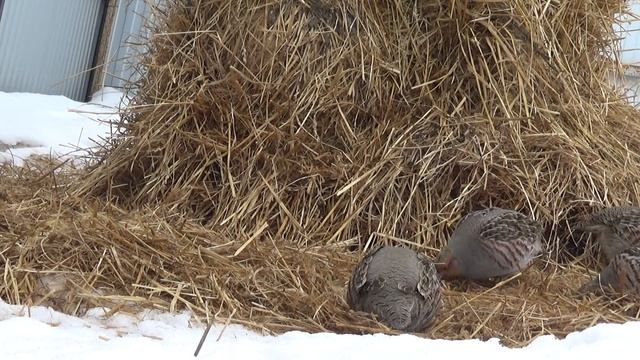 серые куропатки у стога смотреть онлайн