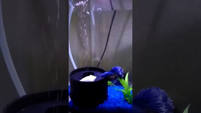 Как содержать рыбку петушка смотреть онлайн