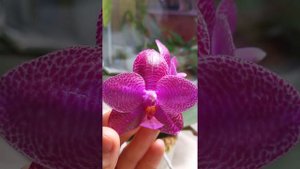 Phalaenopsis Black Sentra (Phal. Sentra x Black Eagle