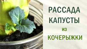 Рассада капусты из кочерыжки.Экономим место и деньги. #цветнаякапуста #брокколи