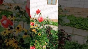 Роза Салита(Salita) в красивом роспуске осенью