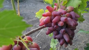 СУПЕР НОВИНКА!!! ГФ ВИНОГРАДА ЖАСМИН (КАРПУШЕВ А.).
ТЕЛ: 8989 538 12 89.