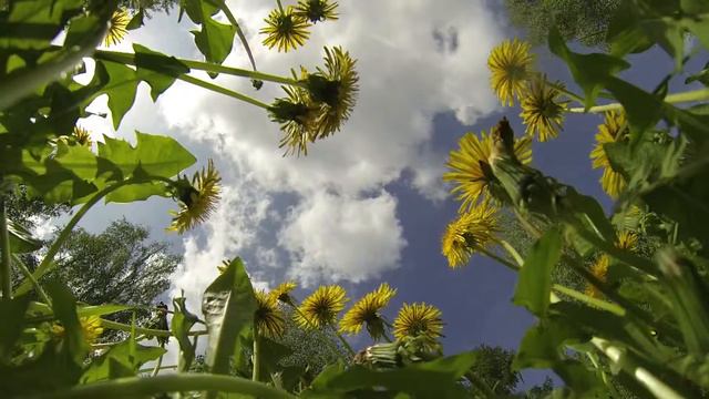 Небо в одуванчиках. смотреть онлайн