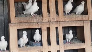 голуби Левона. Армянские высакалетные бойные голуби! г.Краснодар.