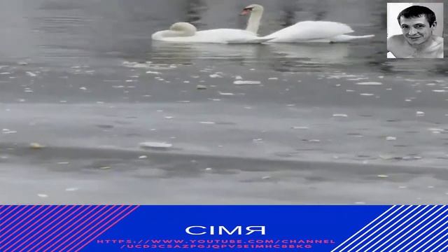 Лебеди зимой это шок! смотреть онлайн
