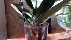 Посадка орхидеи в керамзит,уход,полив плюсы и минусы