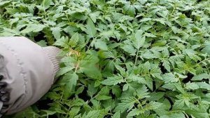 Томат детерминантный ПИНК БУШ F1 Sakata