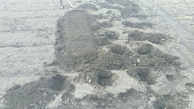 Посадка рассады капусты в открытый грунт.ИЗБАВЛЕНИЕ ОТ ТЛИ БЕЗ ХИМИИ/Центральная Сибирь. смотреть онлайн