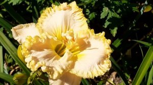 лилейник WONDER OF IT ALL