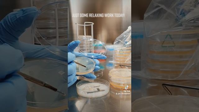 Transferring #Fusarium oxysporum f.sp. cubense Trooical Race 4 #shorts