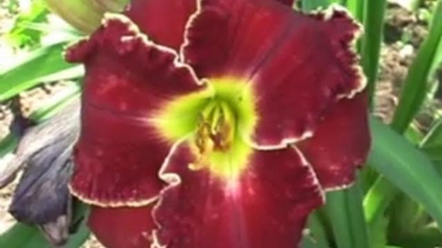 Лилейник daylily RED BALLS OF FIRE смотреть онлайн