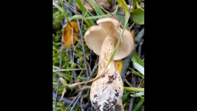 Рядовка жёлто-бурая (Tricholoma fulvum) и подберезовики.