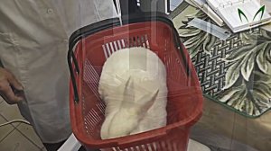 порода кроликов новозеландская белая