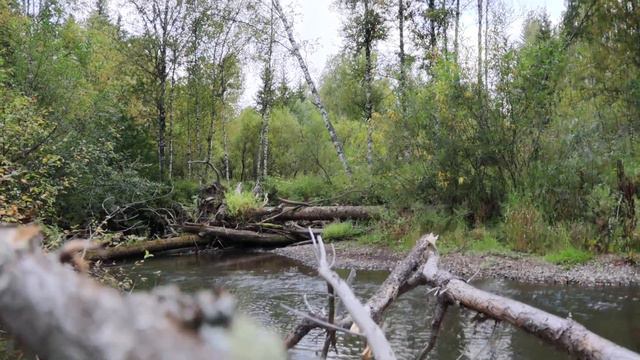Сказочные дебри  на реке Каче - притоке Енисея.Fabulous wilds .