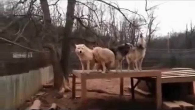 Волчьи песни смотреть онлайн