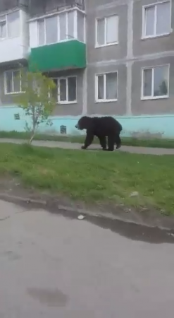 Камчатка, г. Вилючинск, Медведь на улицах города