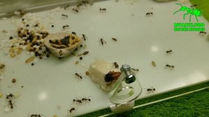 Муравьи вида Pogonomyrmex barbatus с США
