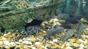 Коллекция рыб в Новосибирском Зоопарке / Collection of fish in the Novosibirsk zoo