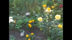 Summer happy #1 Бархатцы и розы