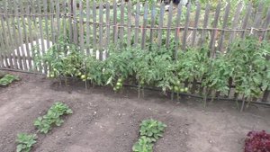 Разные способы выращивания помидоров в открытом грунте. Практический опыт.
