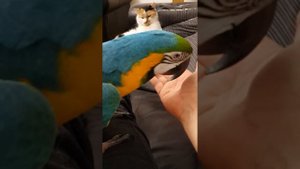 кошка и попугай ара тихие враги
