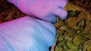 Срезка рукколы