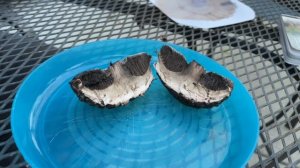 Old Man Of The Woods Mushroom ~ Hunt, Identified, Cooked ~ Minnesota Mushrooms ???