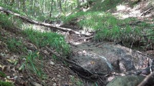 Русский лес