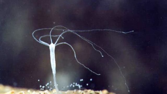 ТОП 5 регенираций в природе смотреть онлайн