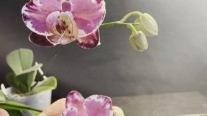 Сравним Капучино и Сакрифайс!! Какие красивые орхидеи!!