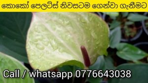 anthurium wagawa sinhala  | beautiful anthurium | anthurium cultivation | anthurium plant care